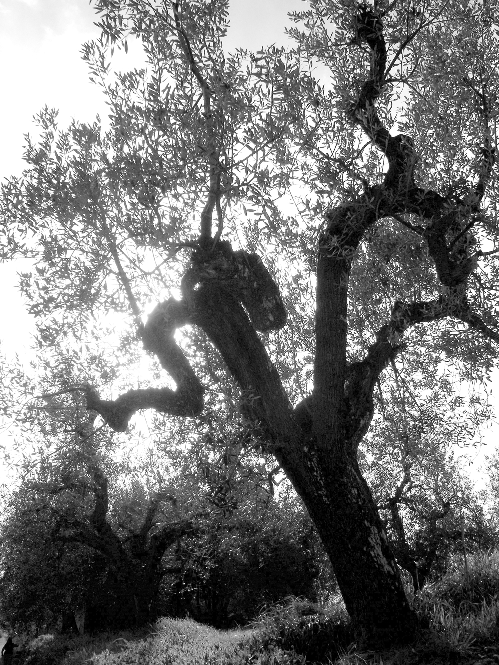 Italy / Tuscany Photography: Olive Tree