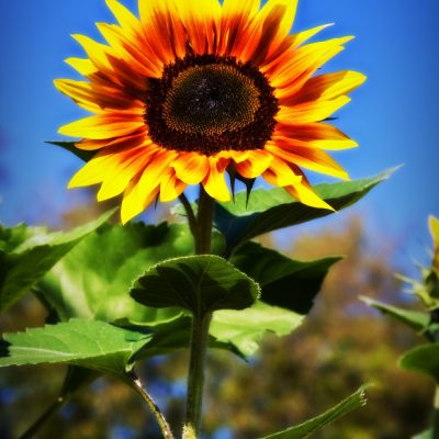 Sunflower Dreams Photography