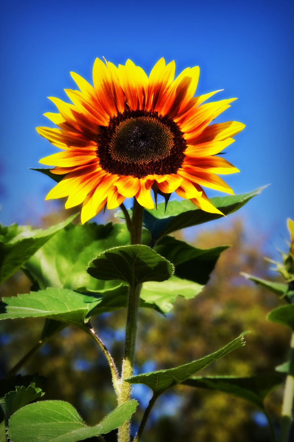 Tennessee Photography – Sunflower Dreams